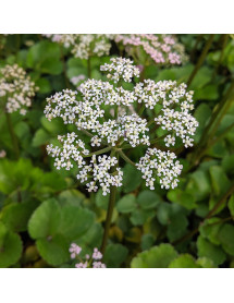 Ligusticum scoticum (1.5lt)