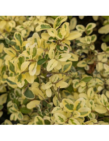 Ligustrum ibota musli (2lt) Ligustrum ibota musli (2lt)