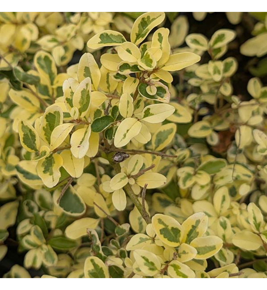Ligustrum ibota musli (2lt)