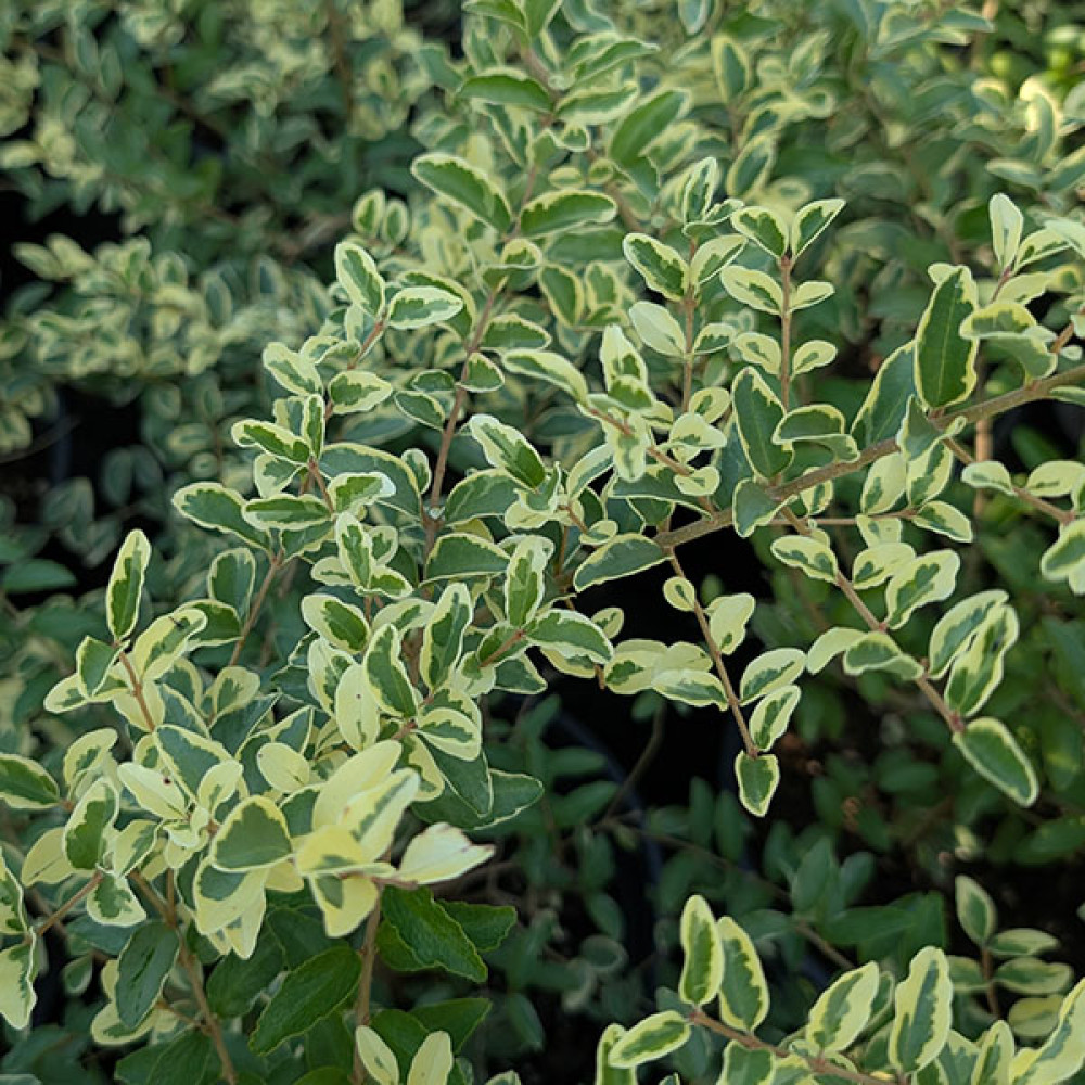 Ligustrum ibota musli (2lt)