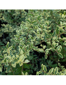 Ligustrum ibota musli (2lt)