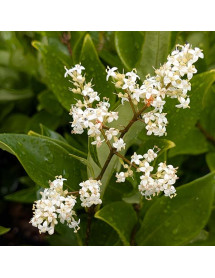 Ligustrum japonicum Texanum (3lt) Ligustrum japonicum Texanum (3lt)
