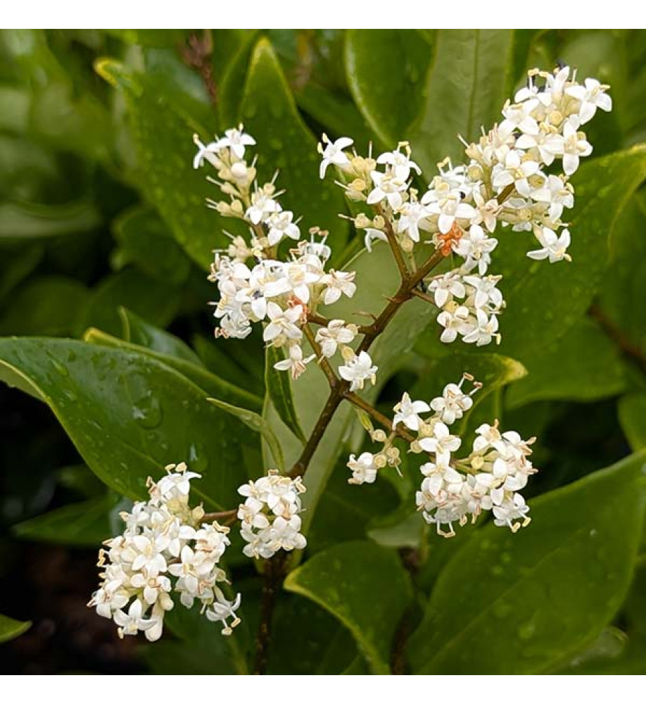 Ligustrum japonicum Texanum (3lt)