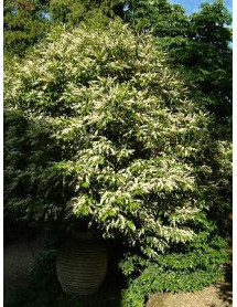 Ligustrum lucidum (10lt)