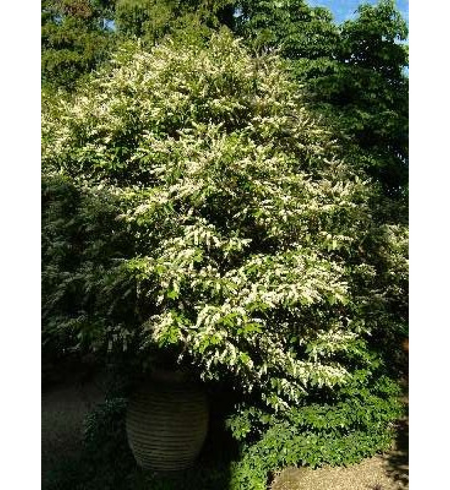 Ligustrum lucidum (10lt)