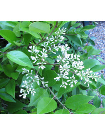 Ligustrum lucidum (10lt)