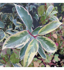 Ligustrum lucidum Excelsum Superbum (90lt)