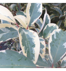 Ligustrum lucidum Excelsum Superbum (90lt) Ligustrum lucidum Excelsum Superbum (90lt)