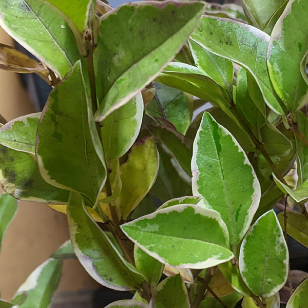 Ligustrum ovalifolium Aureum (3lt)