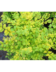 Ligustrum ovalifolium Lemon and Lime (2lt) Ligustrum ovalifolium Lemon and Lime (2lt)