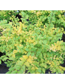 Ligustrum ovalifolium Lemon and Lime (2lt)