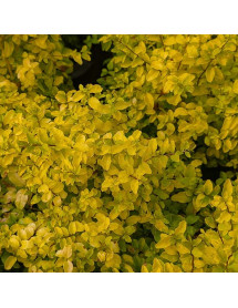 Ligustrum ovalifolium Lemon and Lime (2lt)