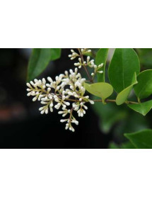 Ligustrum quihoui (5lt)