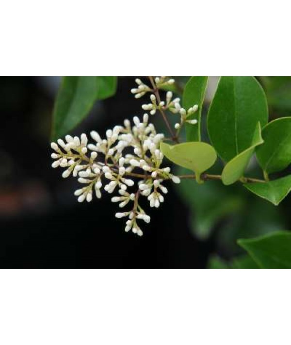 Ligustrum quihoui (2lt)