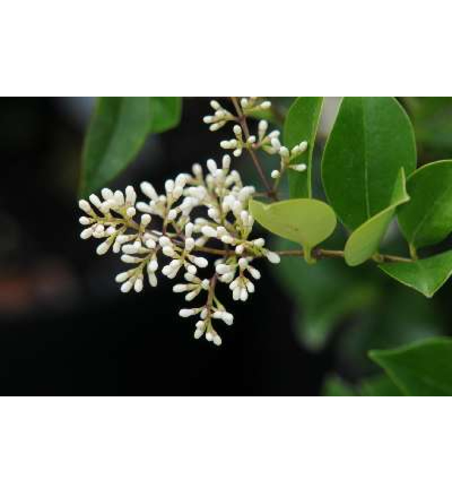 Ligustrum quihoui (5lt)