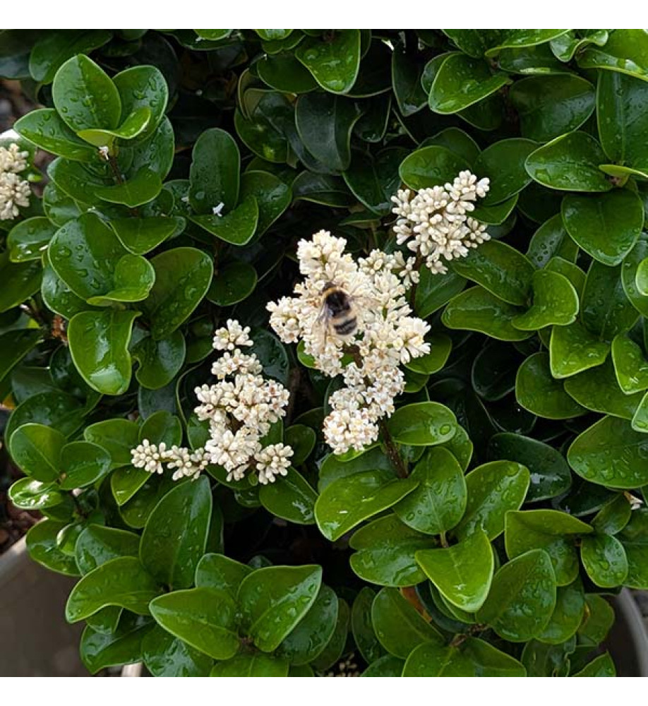 Ligustrum japonicum Rotundifolium (25lt) Ligustrum japonicum Rotundifolium (25lt)