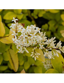 Ligustrum Vicaryi (2lt)