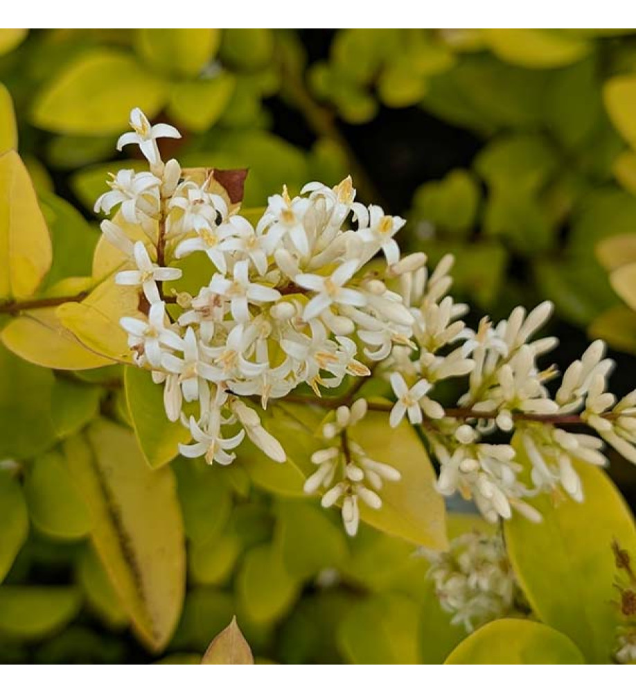 Ligustrum Vicaryi (2lt)