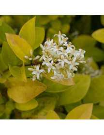 Ligustrum Vicaryi (2lt) Ligustrum Vicaryi (2lt)