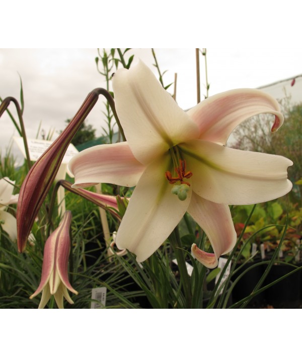 Lilium formosanum Pricei (1lt)