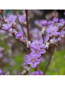 Limonium platyphyllum (1lt)