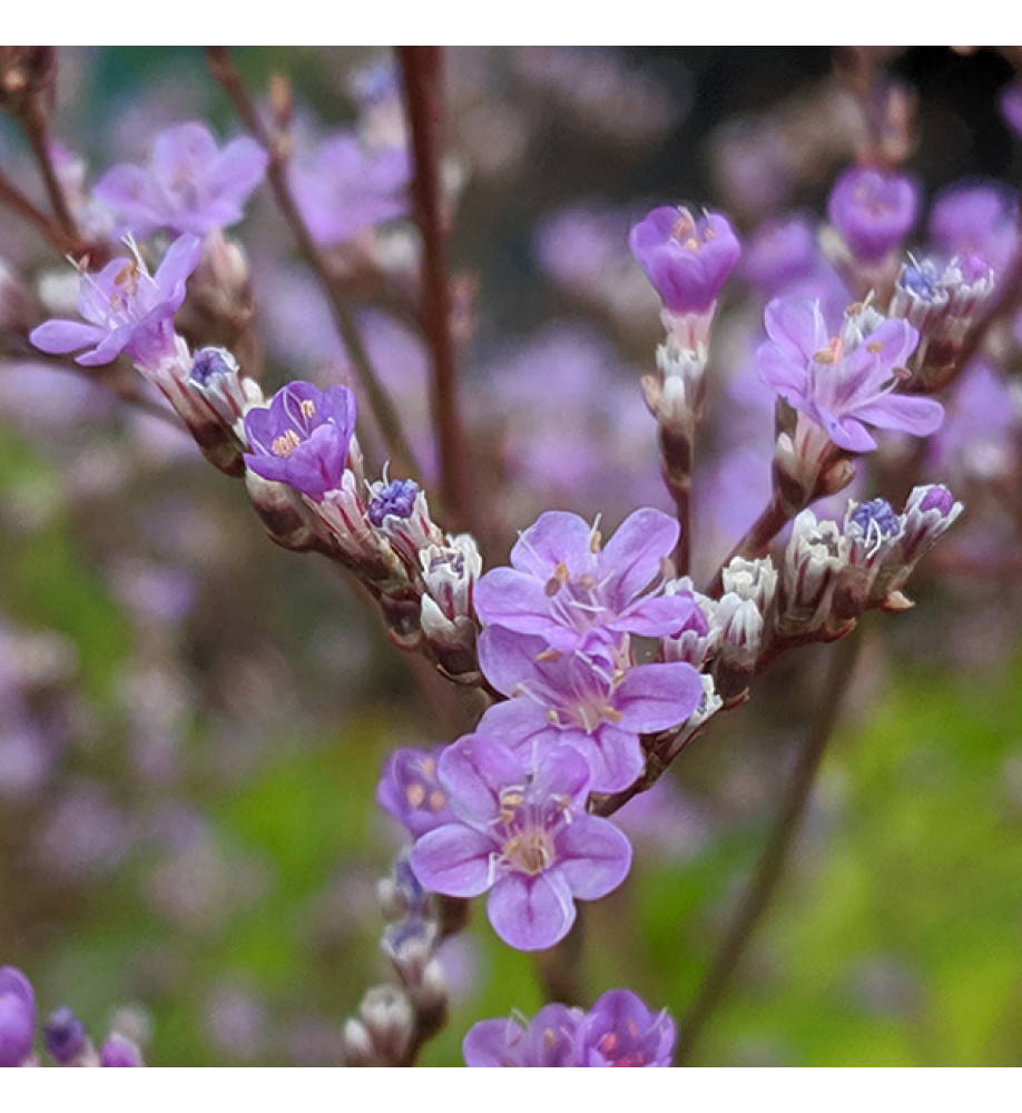 Limonium platyphyllum (1lt)