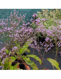 Limonium platyphyllum (1lt)