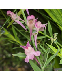 Linaria Dial Park (1.5lt)