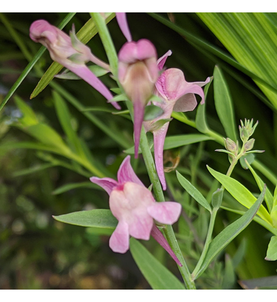 Linaria Dial Park (1.5lt)