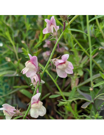 Linaria Dial Park (1.5lt)