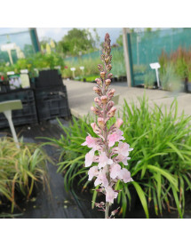 Linaria purpurea Canon Went (1.5lt)