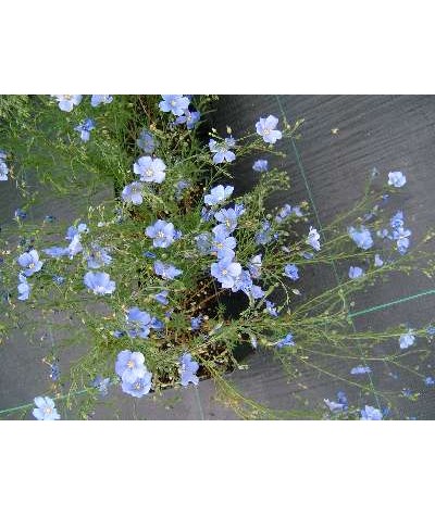 Linum perenne (0.9lt)