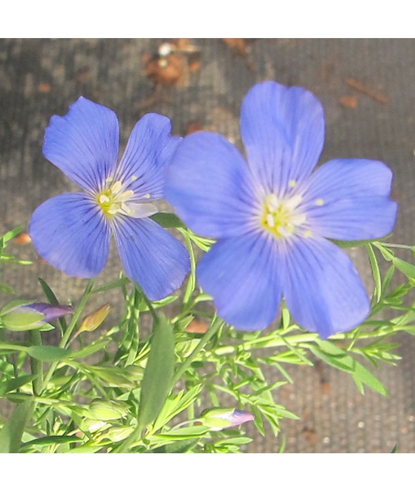 Linum perenne (0.9lt)