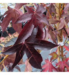 Liquidambar styraciflua Thea (18lt) Liquidambar styraciflua Thea (18lt)