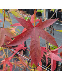 Liquidambar styraciflua Wisley King (12lt)