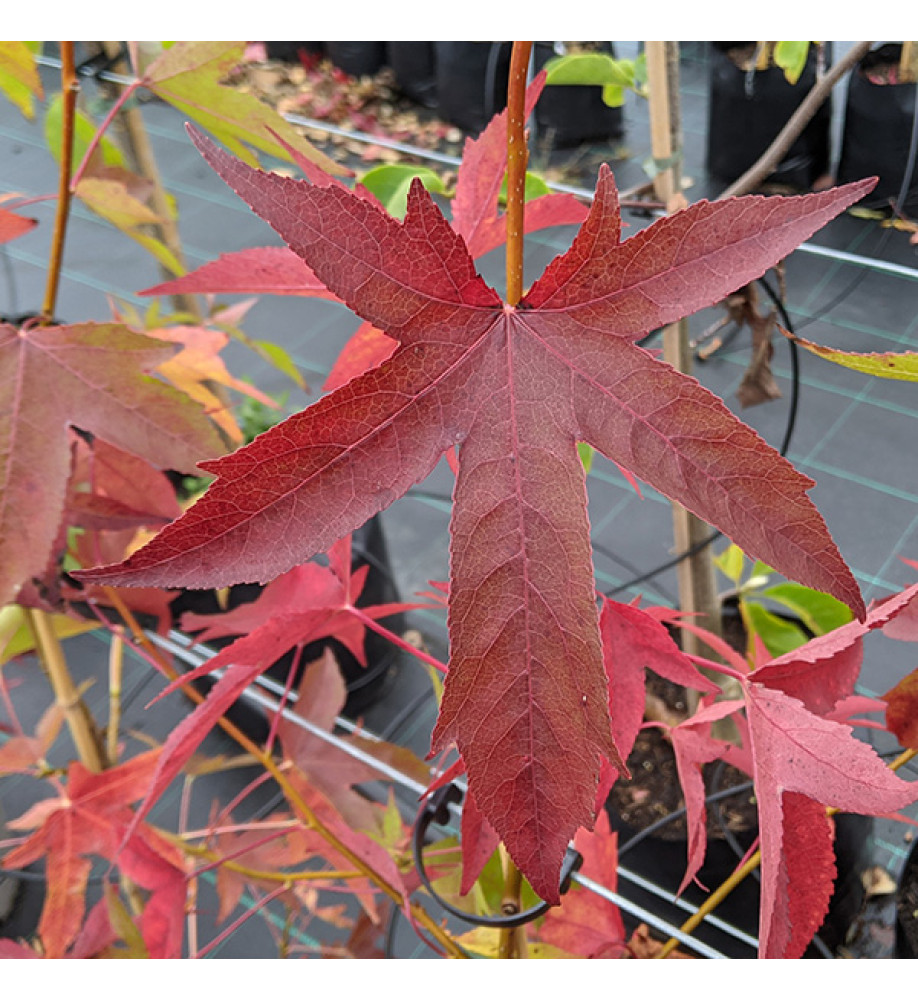 Liquidambar styraciflua Wisley King (12lt)