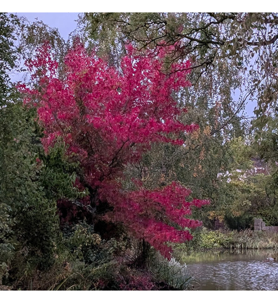 Liquidambar styraciflua Worplesdon (13.5lt) Liquidambar styraciflua Worplesdon (13.5lt)