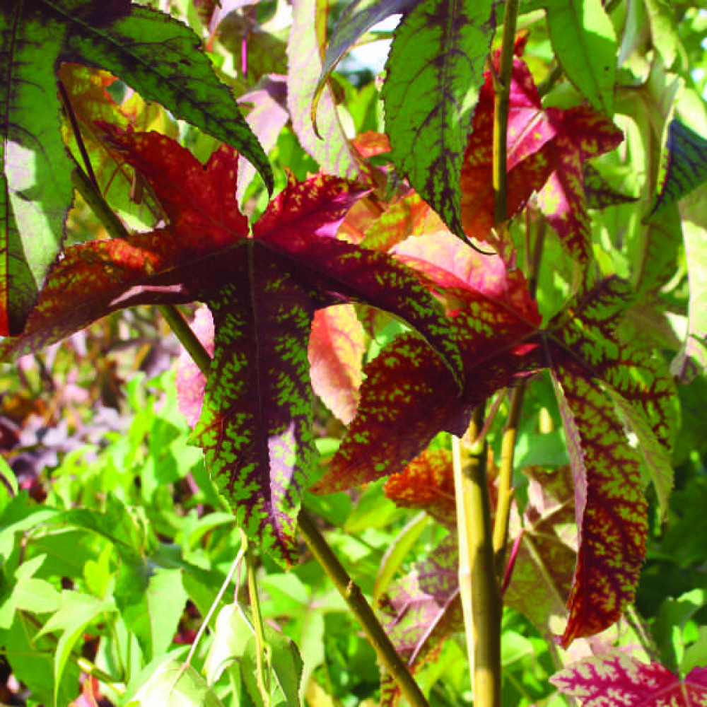 Liquidambar styraciflua Lane Roberts (12lt)