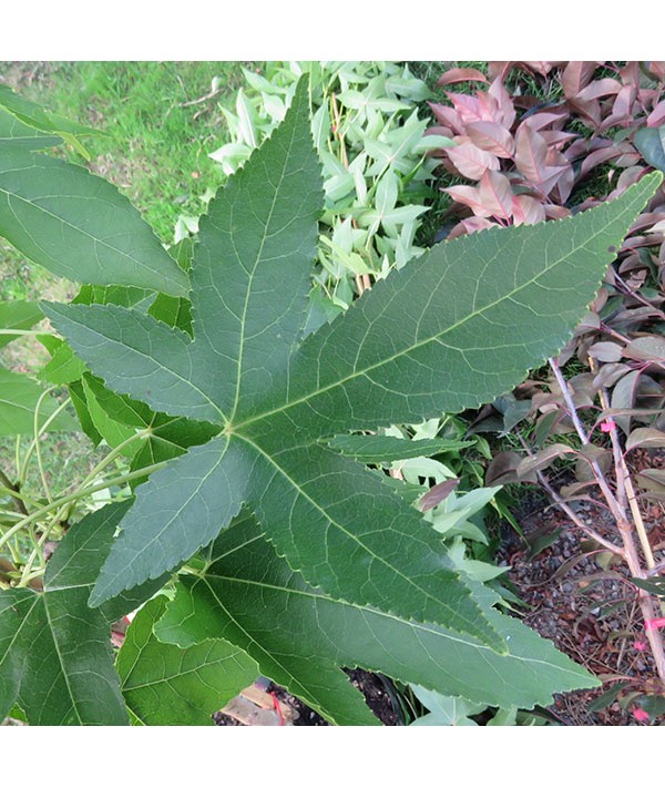 Liquidambar styraciflua Slender Silhouette (3lt) Liquidambar styraciflua Slender Silhouette (3lt)