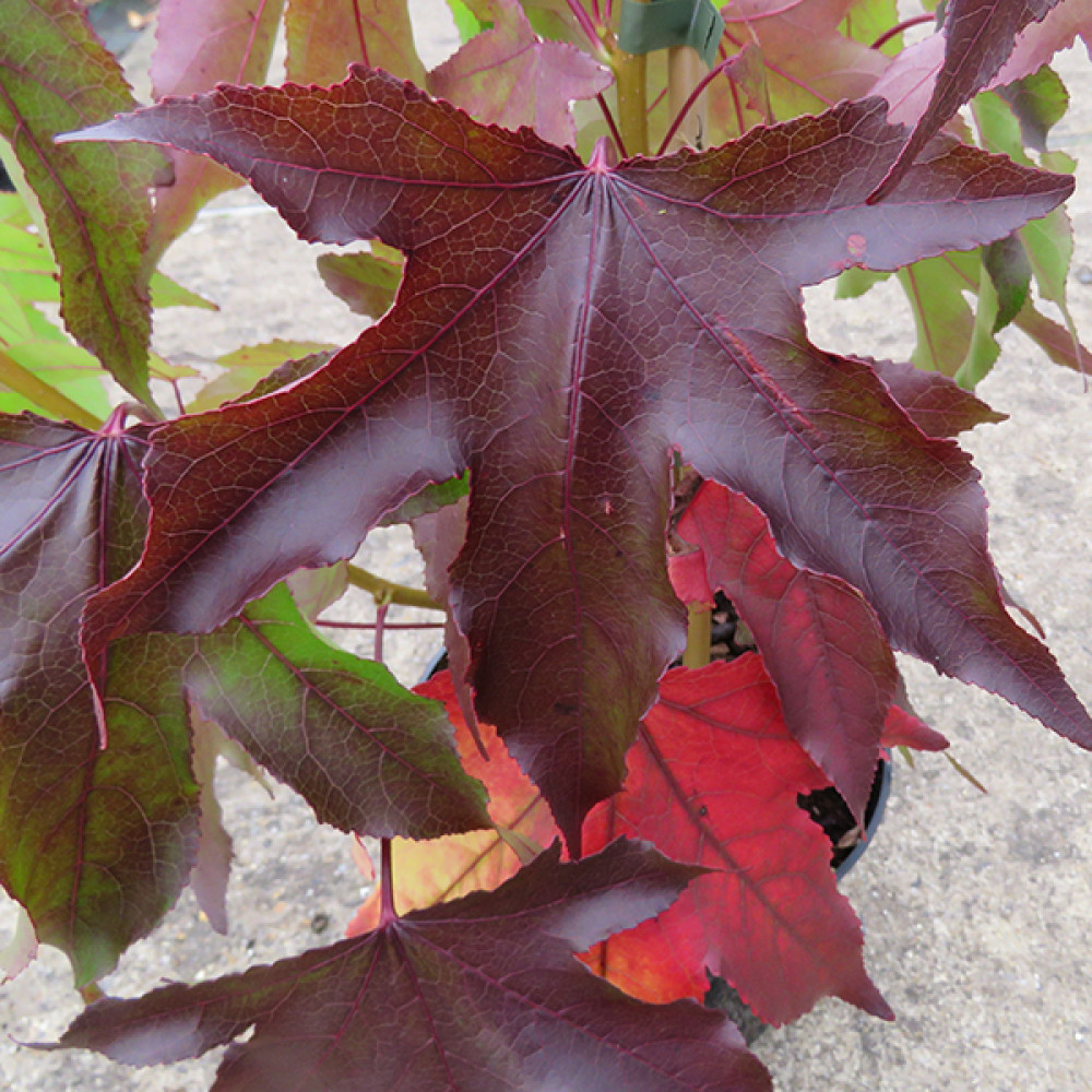 Liquidambar styraciflua Thea (12lt)