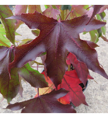 Liquidambar styraciflua Thea (18lt)