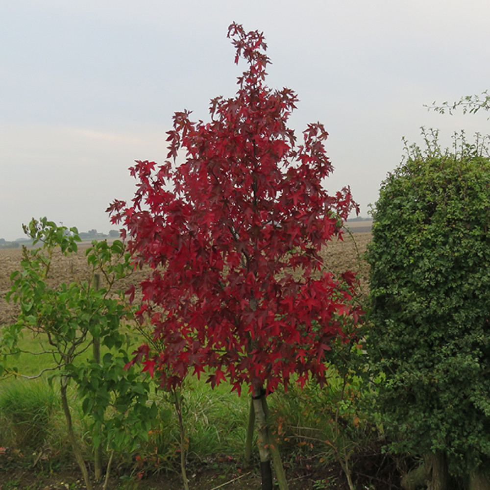 Trees for Superb Autumn Interest