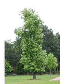 Liriodendron tulipifera Fastigiata (20lt)