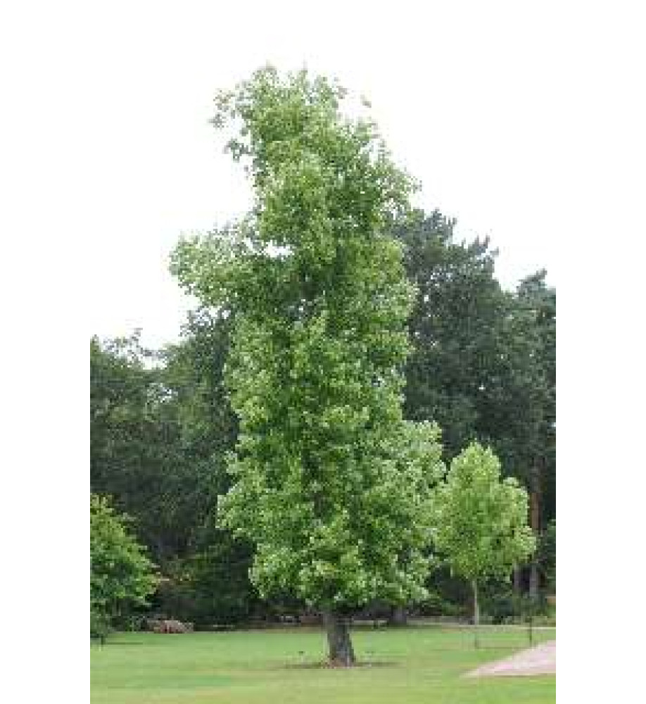 Liriodendron tulipifera Fastigiata (20lt)