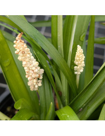 Liriope muscari Monroe White (2lt)