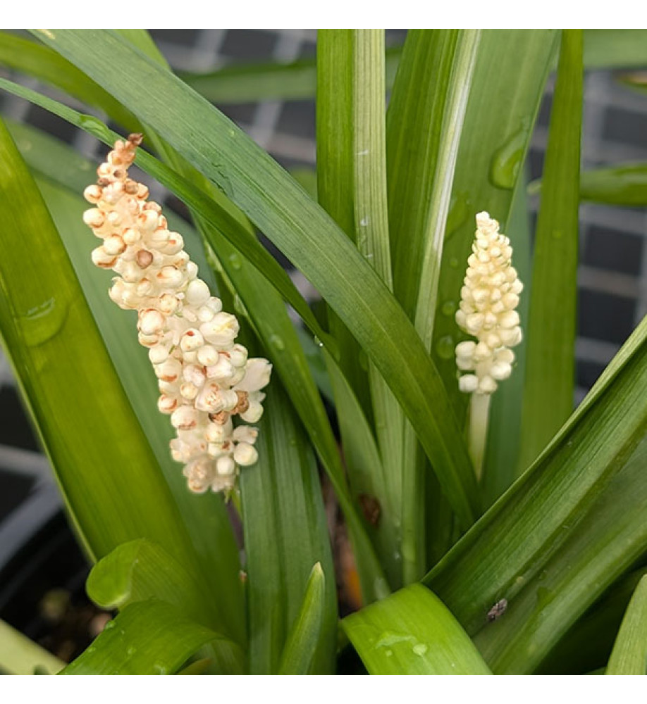 Liriope muscari Monroe White (2lt)