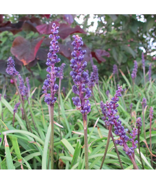 Liriope muscari Amethyst (2lt)