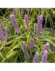 Liriope muscari Ocean Blue (1.5lt)