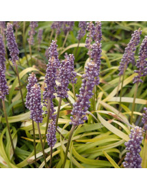 Liriope muscari Ocean Blue (1.5lt)