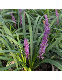 Liriope muscari Royal Purple (1.5lt)